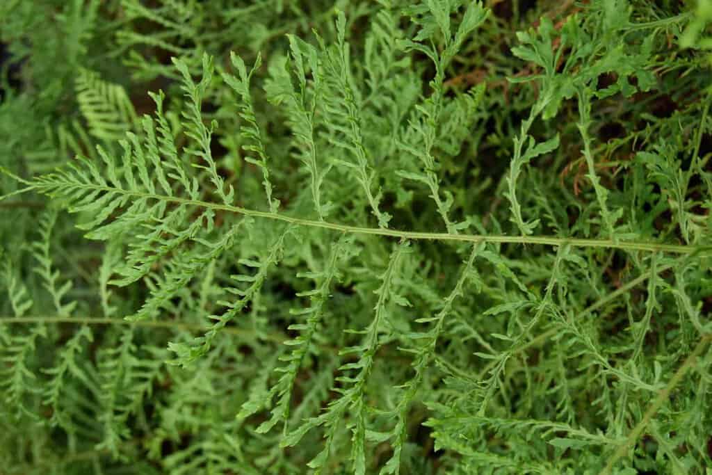 Dryopteris filix-mas 'Linearis' ---